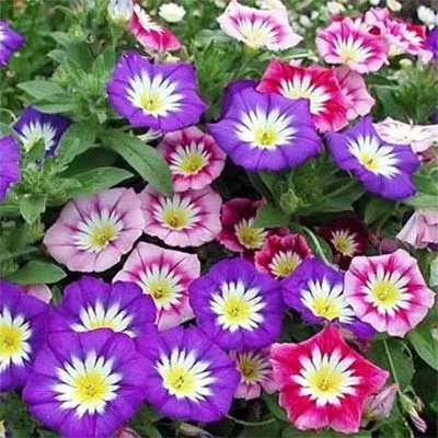 Вьюнок трехцветный фото