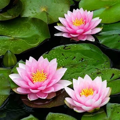Кувшинка Rosea фото
