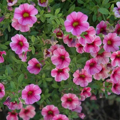 Калибрахоа Volcano Pink фото