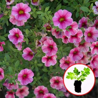 Калибрахоа Volcano Pink фото