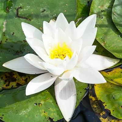 Кувшинка Odorata Alba фото