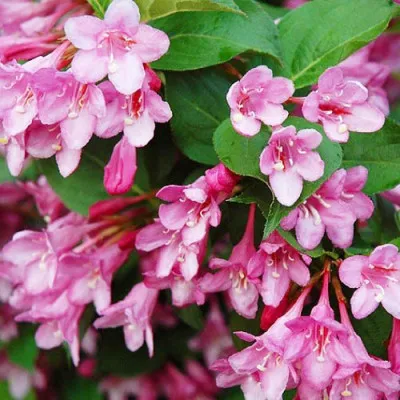 Вейгела Pink Princess фото