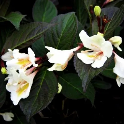 Вейгела Ebony and Ivory фото