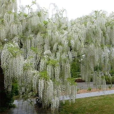 Вистерия (глициния) Longissima Alba фото