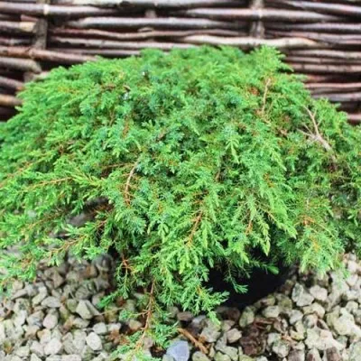 Можжевельник Green Carpet фото