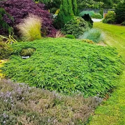 Можжевельник Green Carpet фото