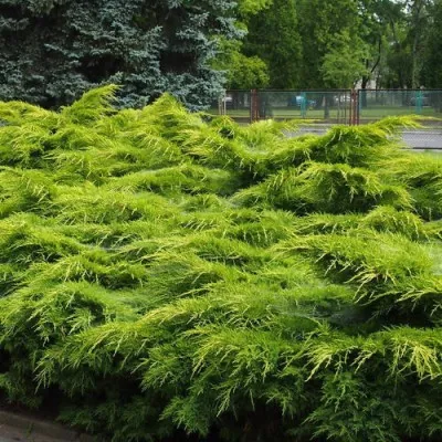 Можжевельник Pfitzeriana Aurea фото