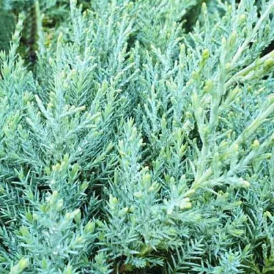 Можжевельник Pfitzeriana Glauca фото