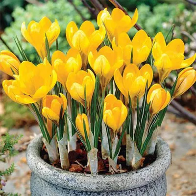 Крокус Yellow Giant фото
