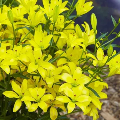 Лилия Yellow Cocotte фото