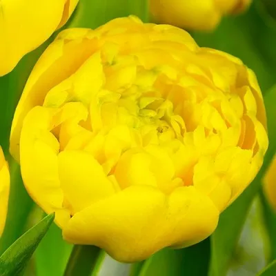 Тюльпан Yellow Pomponnet 10 шт/уп фото
