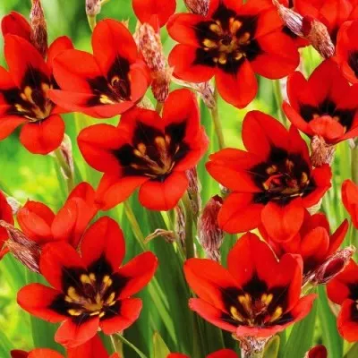 Спараксис Red Reflex фото