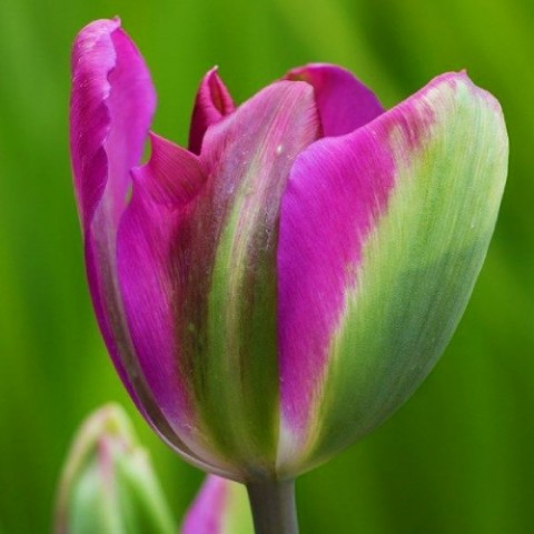 Тюльпан Violet Bird фото
