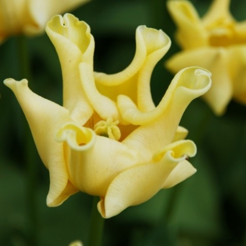 Тюльпан Yellow Crown фото