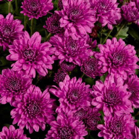 Хризантема Araxa Purple фото