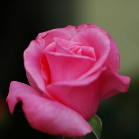 Роза Pink Ocean фото