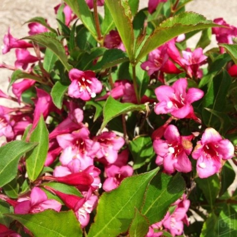 Вейгела Rumba (Длительное цветение) фото