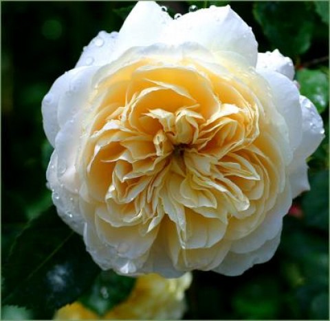 Роза Crocus Rose фото