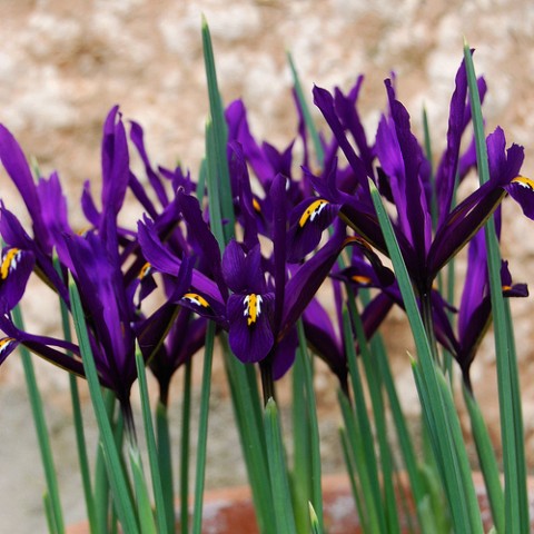 Ирис reticulata Purple Gem фото
