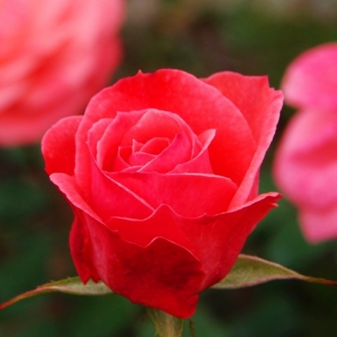 Роза Dacapo фото