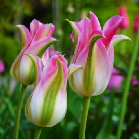 Тюльпан Florosa фото
