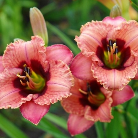 Лилейник Orchid Candy фото
