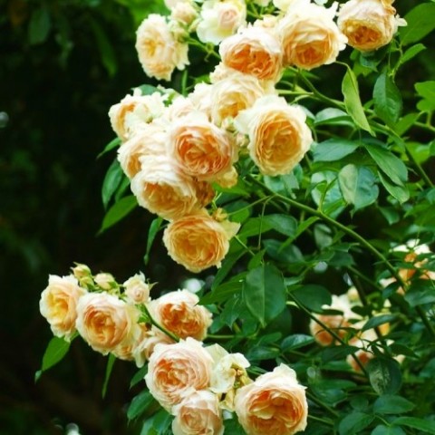 Роза плетистая Ginger Syllabub фото