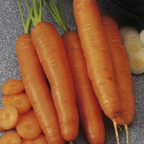 Морковь Нантес фото