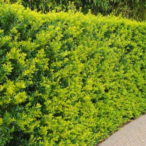 Падуб Green Hedge фото