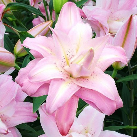 Лилия Lotus Queen (Махровый цветок) фото