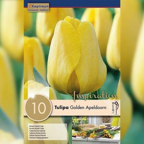 Тюльпан Golden Appeldorn (Брендовые луковицы KAPITEYN®) фото