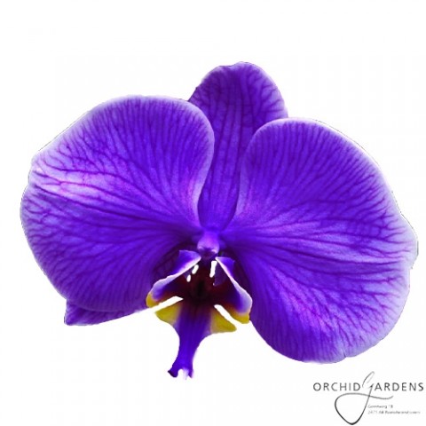 Фаленопсис Magenta-Purple фото