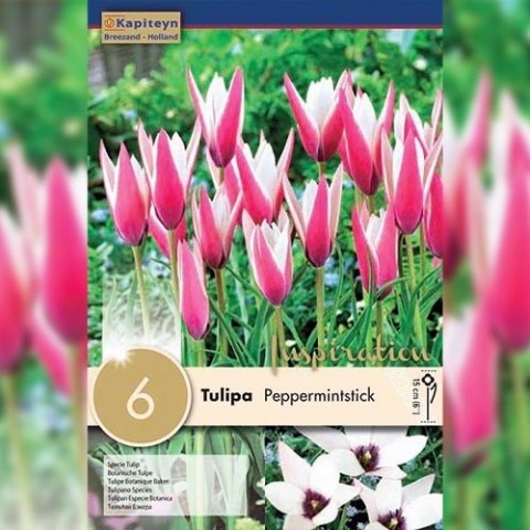 Тюльпан Peppermintstick (Брендовые луковицы KAPITEYN®) фото