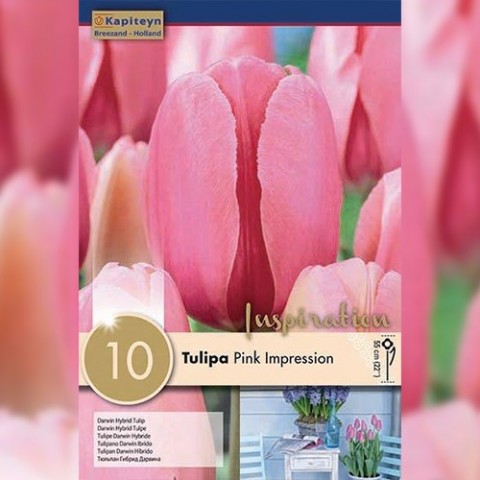 Тюльпан Pink Impression (Брендовые луковицы KAPITEYN®) фото