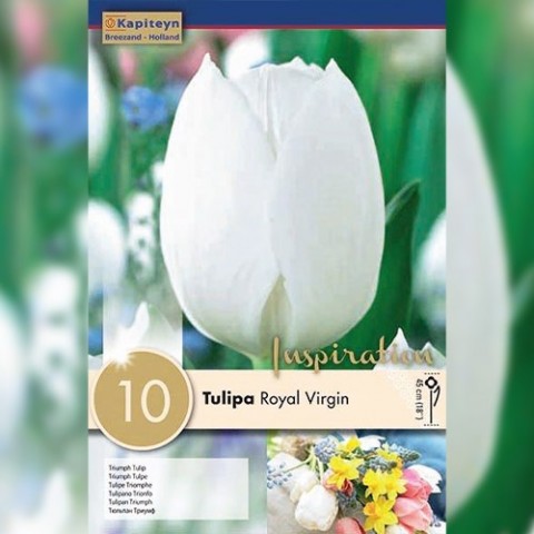 Тюльпан Royal Virgin (Брендовые луковицы KAPITEYN®) фото