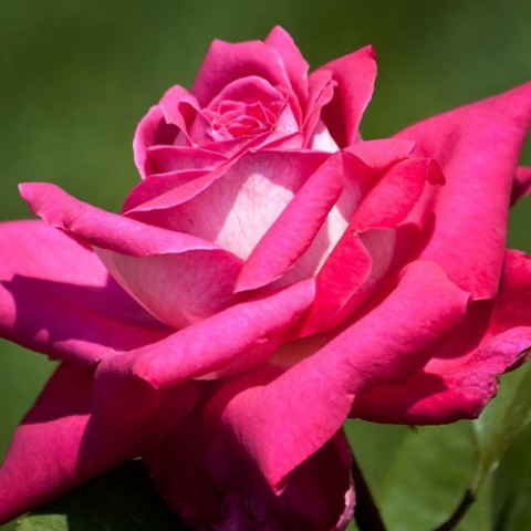 Роза Acapella  фото