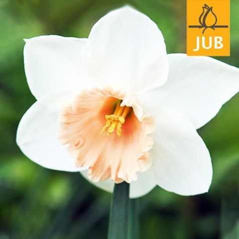 Нарцисс Accent (Брендовые луковицы Jub Holland) фото