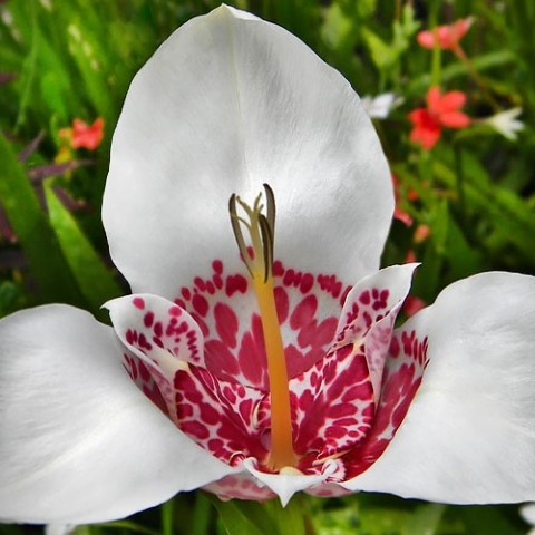 Тигридия Alba Grandiflora фото