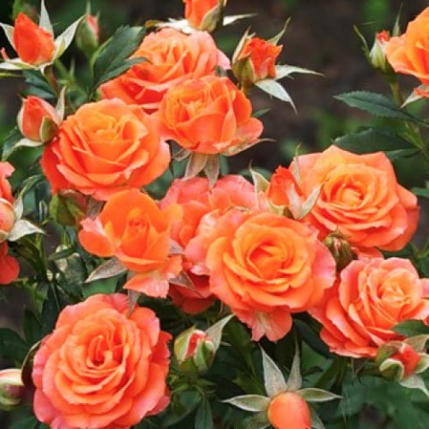 Роза бордюрная Alegria фото