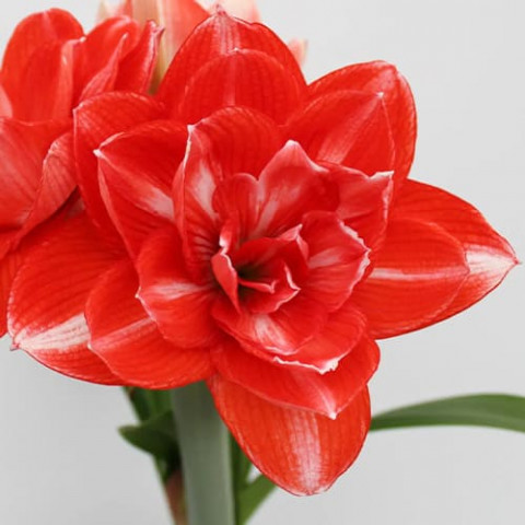 Амариллис Double Shine (Гигантский цветок) фото