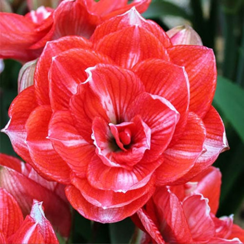 Амариллис Double Shine (Гигантский цветок) фото