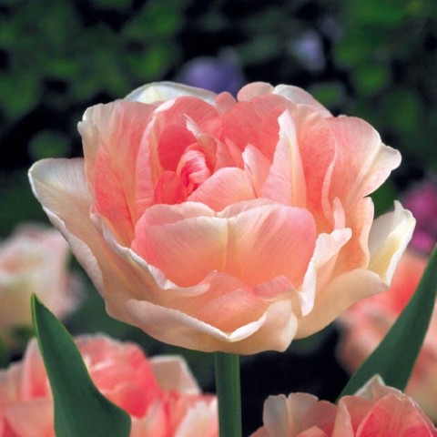 Тюльпан Angelique фото