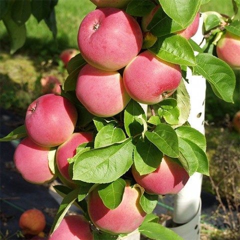 Карликовая яблоня Мелба фото
