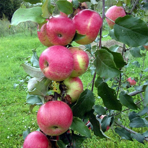 Карликовая яблоня Мелба фото