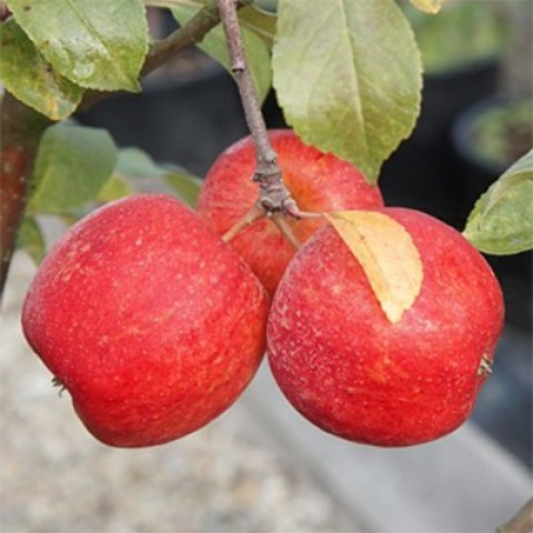 Карликовая яблоня Старкинг фото