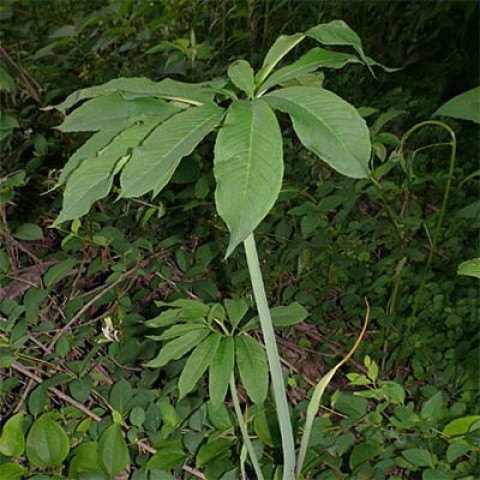 Аризема Draconitum фото