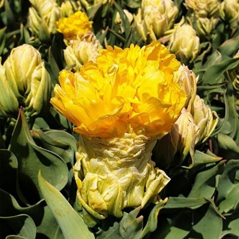 Тюльпан Artisjok Yellow фото