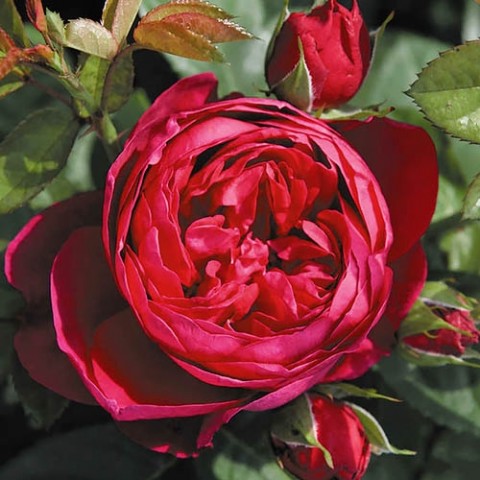 Роза Ascot фото