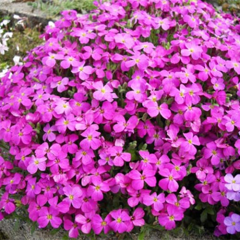 Обриета Розово-фиолетовый каскад фото