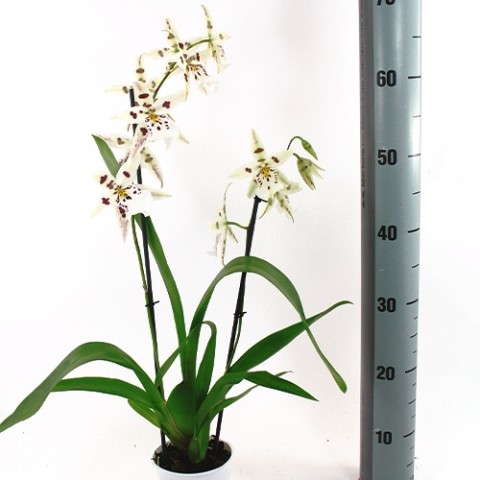 Орхидея Beallara Avalanche фото